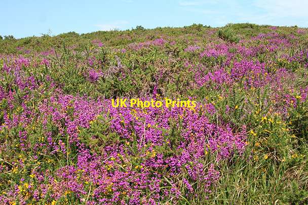 Photo 6"x4" Brompton Regis: heather on Haddon Hill Hartford\/SS9529 c2007
