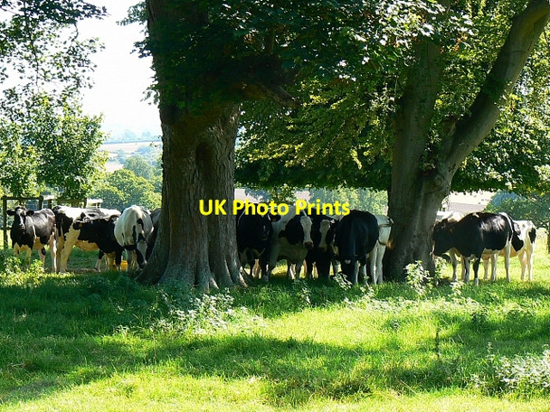 Photo 6"x4" Heifers, Coleshill Estate, Oxfordshire Coleshill\/SU2393 c2007