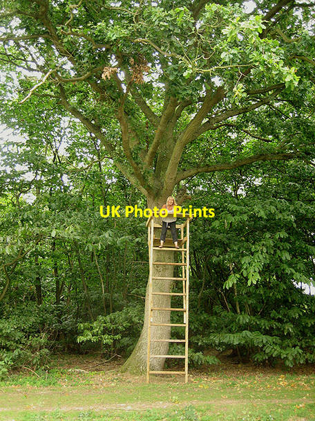 Photo 6"x4" Look-out platform in Little Bentleyhall Wood Little Bentley c2007
