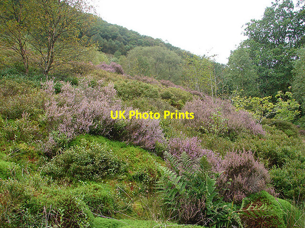 Photo 6"x4" Mixed vegetation in the Rheidol Valley Devil's Bridge\/Pontarfynach c2007