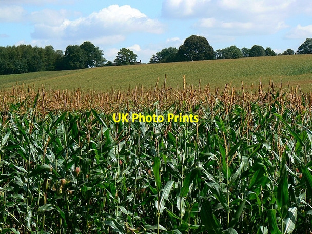 Photo 6"x4" Field of maize, near The Warren, Wiltshire The Warren\/SU2465 c2007