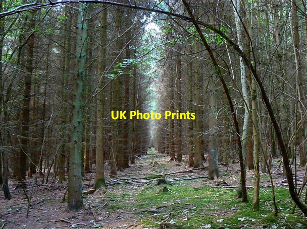 Photo 6"x4" Birch Copse, near The Warren, Wiltshire The Warren\/SU2465 c2007