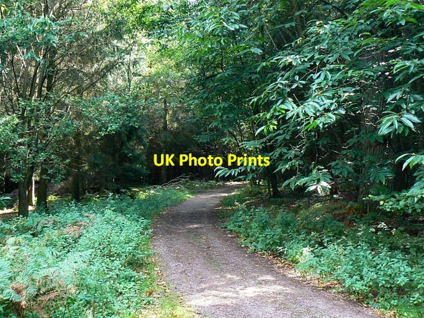 Photo 6"x4" Track in Birch Copse, near The Warren The Warren\/SU2465 c2007 P1