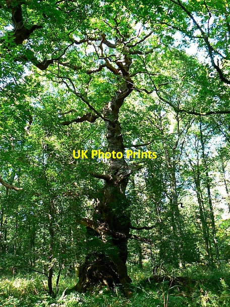 Photo 6"x4" King Oak, Savernake Forest Durley\/SU2364 c2007