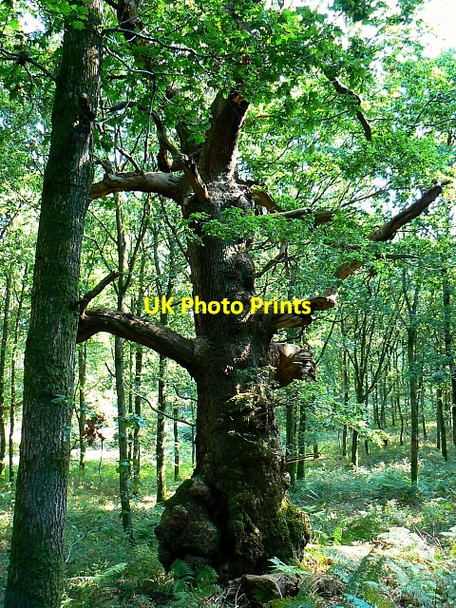 Photo 6"x4" Queen Oak, Savernake Forest Durley\/SU2364 c2007