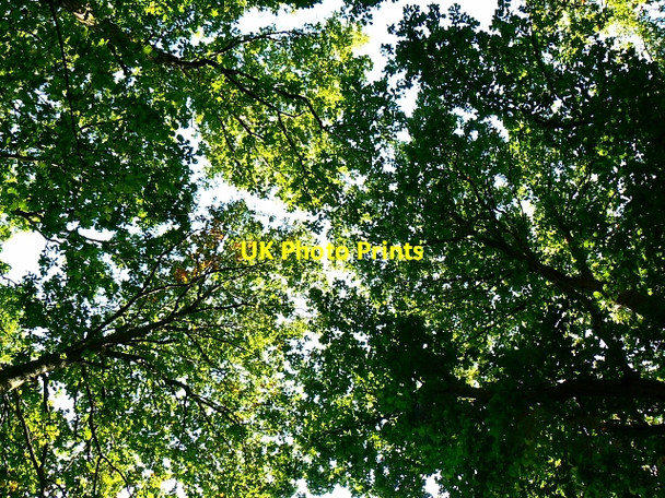 Photo 6"x4" Savernake Forest Durley\/SU2364 c2007