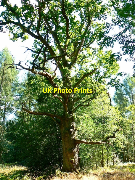 Photo 6"x4" Oak tree, Savernake Forest Cadley\/SU2066 c2007