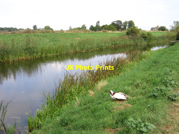 Photo 6"x4" Duck and drain, old course of the River Nene Benwick c2007