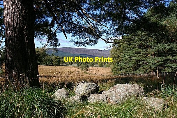 Photo 6"x4" Black Moss from Altonrea Ordie\/NJ4501 c2007