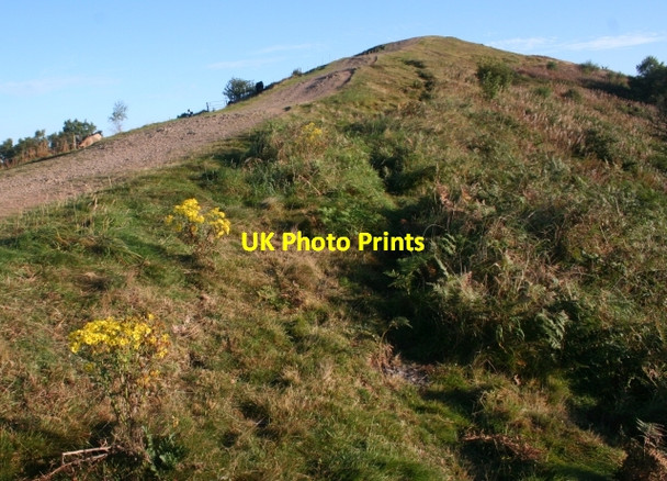 Photo 6"x4" Ragwort on Black Hill Brand Green\/SO7641 c2007