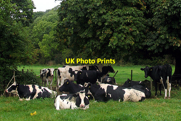 Photo 6"x4" Sheltering from the rain Corston\/ST6965 c2007