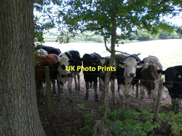 Photo 6"x4" Young Stock At Pear Tree Farm Barns Green c2007