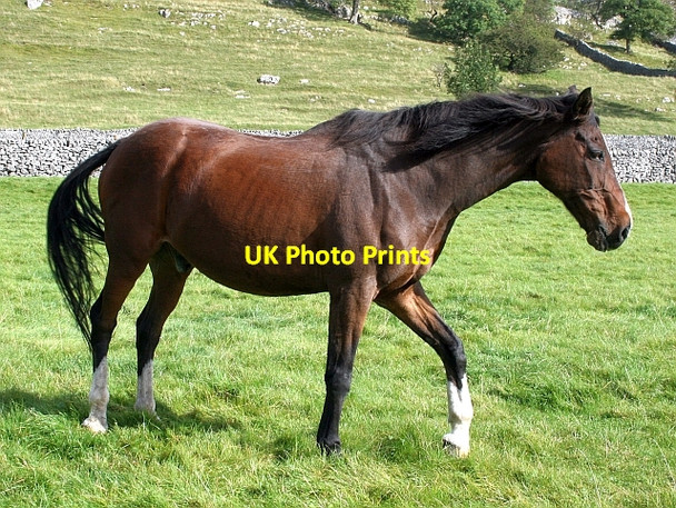 Photo 6"x4" Horse in a Field at Conistone (2). Conistone c2007