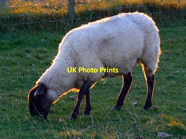 Photo 6"x4" Sheep, Avebury Circle, Wiltshire Avebury\/SU1069 c2007