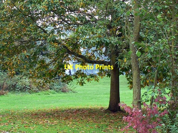Photo 6"x4" Trees, Coate Water country park, Swindon Coate\/SU1882 c2007