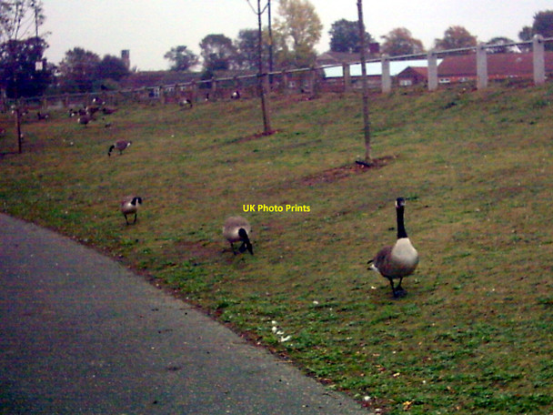 Photo 6"x4" Canada Geese in Barking Park Barking\/TQ4484 c2007
