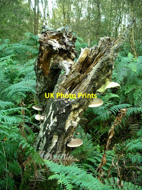 Photo 6"x4" Birch Polypore (Piptoporus betulinus) Grindleford c2007