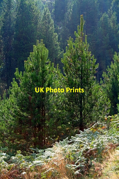 Photo 6"x4" Sunshine on Forestry (2) Blue Man-i'-th'-Moss (Standing Stone) c2007