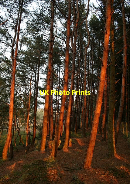 Photo 6"x4" Evening Sunlight on Forestry. Blawath Beck c2007