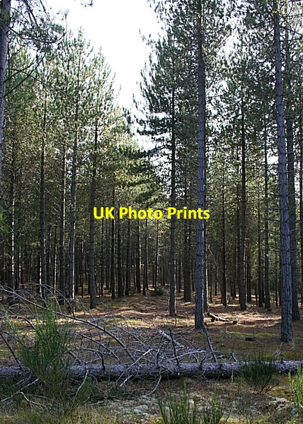 Photo 6"x4" Culbin Forest Findhorn c2007