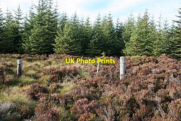 Photo 6"x4" Forest Fence Moss of Rothes c2007
