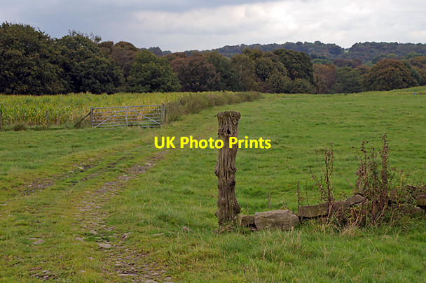 Photo 6"x4" Looking towards Wild Bottoms Wood Hoghton Bottoms c2007
