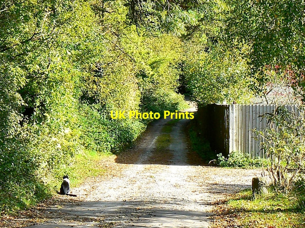 Photo 6"x4" Track past Longmead, Milborne St Andrew Milborne St Andrew c2007