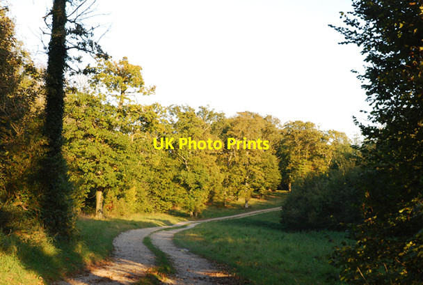 Photo 6"x4" Track into Preston Wood Iwerne Minster c2007