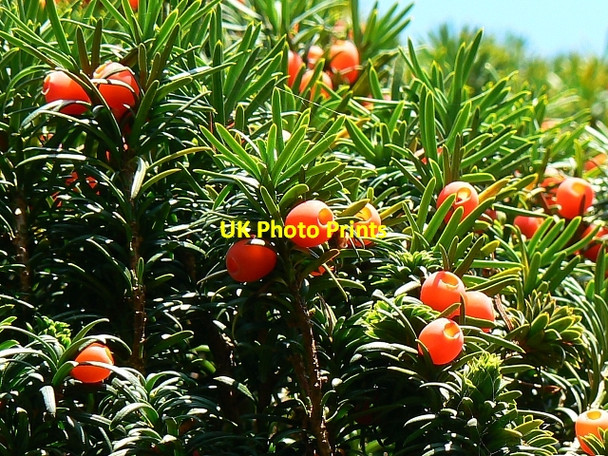 Photo 6"x4" More yew berries, the Lawn, Swindon Swindon\/SU1685 c2007