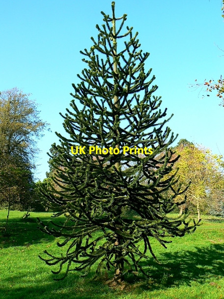Photo 6"x4" Monkey puzzle tree, The Lawn, Swindon Swindon\/SU1685 c2007