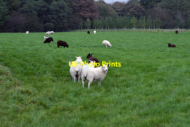 Photo 6"x4" Black and white, unite. Osbaldeston Green c2007