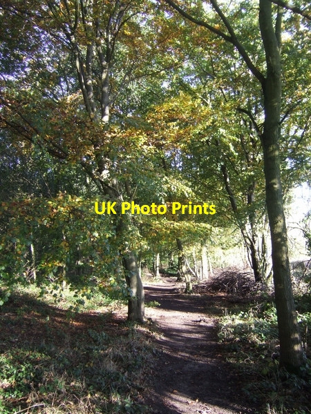 Photo 6"x4" Autumn on the Lower Avenue Brewood c2007