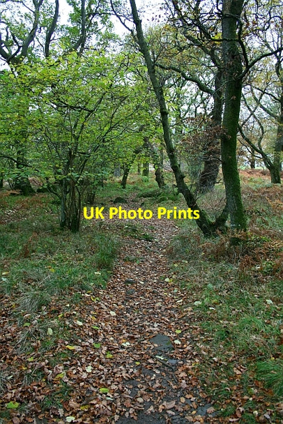 Photo 6"x4" Path Through Woods at Burnbanks Bampton\/NY5118 c2007