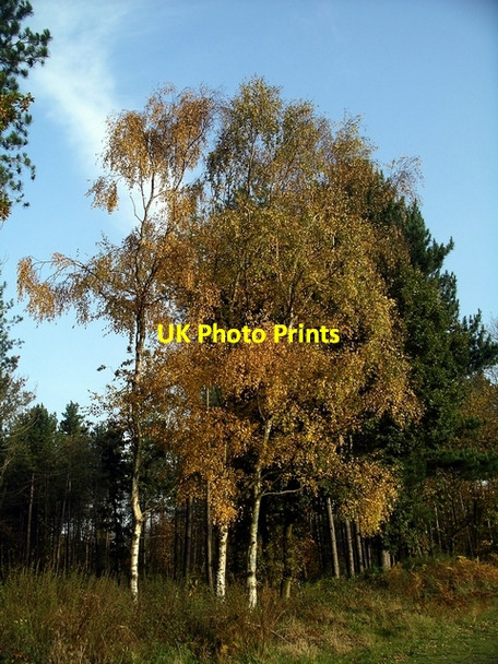 Photo 6"x4" Silver birches, Sherwood Pines Kings Clipstone c2007