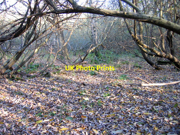 Photo 6"x4" Willow carr, Brandon, Suffolk Brandon\/TL7886 c2007