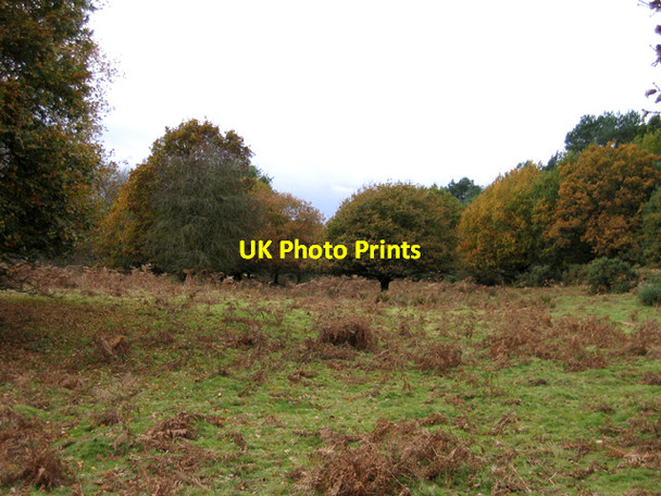 Photo 6"x4" Pasture with oaks and bracken, Brandon, Suffolk Brandon\/TL7886 c2007