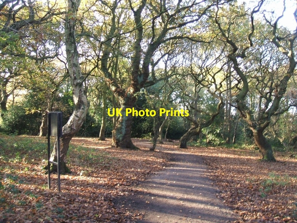 Photo 6"x4" Rough Wood Local Nature Reserve Bloxwich c2007