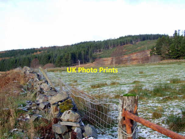 Photo 6"x4" Garbat forest Dubh Choille c2007