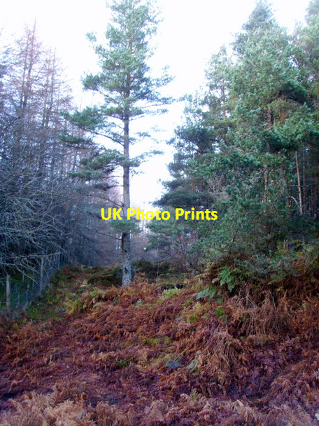 Photo 6"x4" Forest clearing, Strath Rusdale Allt Coire a' Chaorainn M\u00f2r c2007