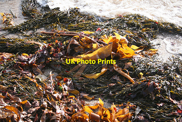 Photo 6"x4" Holbeton: seaweed Mothecombe c2007