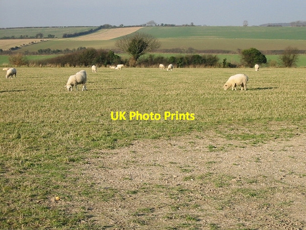 Photo 6"x4" Sheep grazing on Sutton Downs Martin\/TR3347 c2007