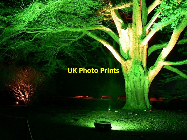 Photo 6"x4" Circular Drive, Westonbirt Arboretum (3) Westonbirt c2007