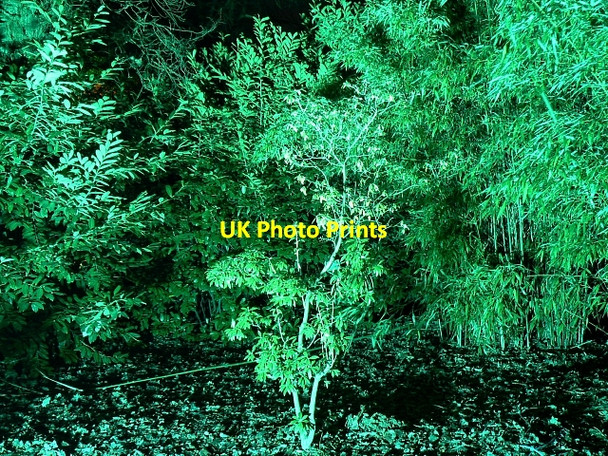 Photo 6"x4" Circular Drive, Westonbirt Arboretum (9) Westonbirt c2007
