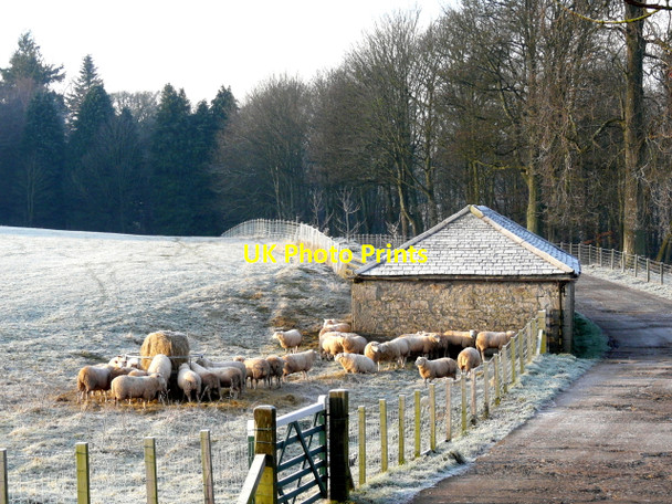 Photo 6"x4" Wintering sheep near Lowther Castle Askham\/NY5123 c2007