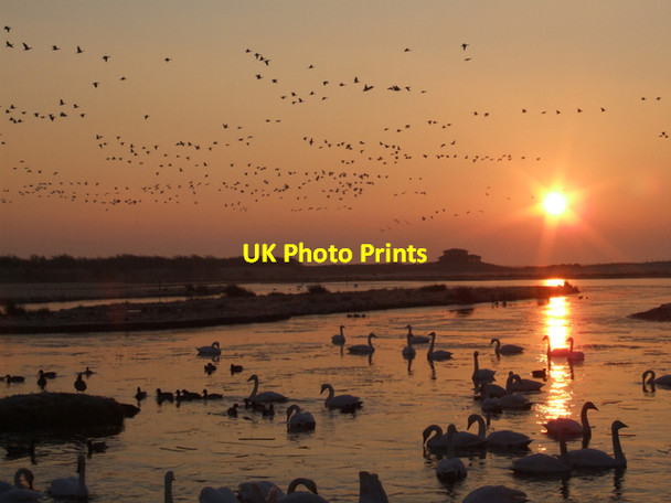 Photo 6"x4" Caerlaverock WWT reserve Eastpark\/NY0565 c2007