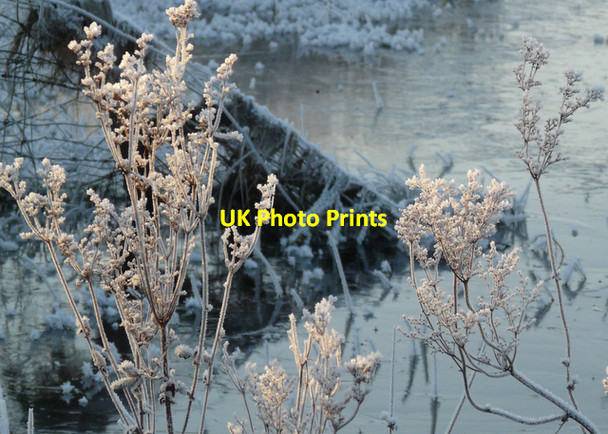 Photo 6"x4" Ice-encrusted grasses, Loch Eye Loandhu c2007
