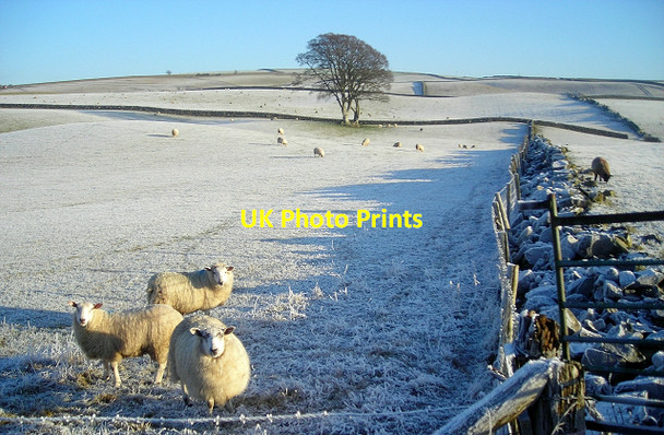 Photo 6"x4" Sheep in a Frosty Field Mansegate c2007
