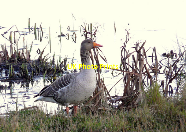 Photo 6"x4" Greylag Goose at RSPB Leighton Moss Red Bridge c2007