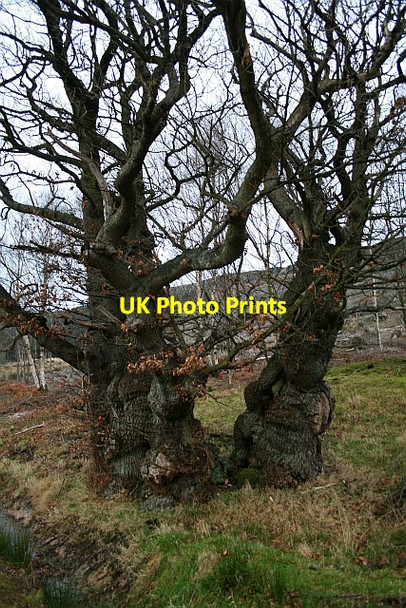 Photo 6"x4" Split Oak Tree Beneath Greenhow Bank Ingleby Greenhow c2007