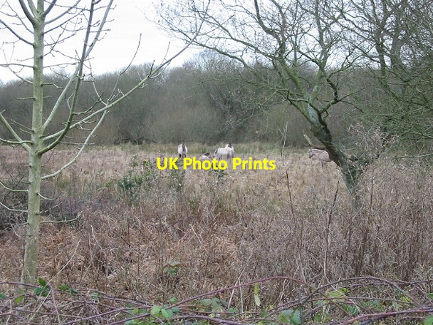 Photo 6"x4" Five Konik ponies graze on land at Gibbin's Brook Moorstock c2007